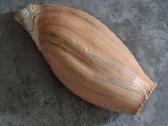 Didelė jūros kriauklė - 31 cm. - nuotraukos Nr. 9
