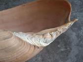 Didelė jūros kriauklė - 31 cm. - nuotraukos Nr. 10