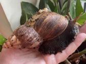 Afrikinės sraigės parduodu jauniklius - nuotraukos Nr. 5