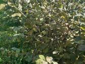 Parduodami nebrangiai skroblai iš grunto 1.8 m - nuotraukos Nr. 2