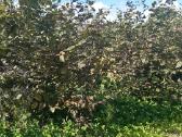 Parduodami nebrangiai skroblai iš grunto 1.8 m - nuotraukos Nr. 4