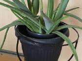 Parduodamas alavijas Ale Vera