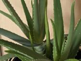 Parduodamas alavijas Ale Vera - nuotraukos Nr. 2