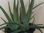 Parduodamas alavijas Ale Vera - nuotraukos Nr. 3