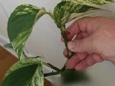Filodendronai, epipremnum - nuotraukos Nr. 6