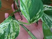 Filodendronai, epipremnum - nuotraukos Nr. 7