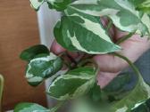 Filodendronai, epipremnum - nuotraukos Nr. 9