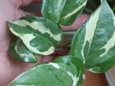 Filodendronai, epipremnum - nuotraukos Nr. 10