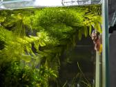 Akvariumo augalai - nuotraukos Nr. 6