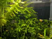 Akvariumo augalai - nuotraukos Nr. 7