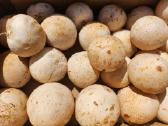Parduodu 3kg poniabudžių, Vilnius, Pilaitė - nuotraukos Nr. 9