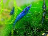 Įvairios akvariuminės neocaridina krevetės