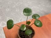 Pilea - nuotraukos Nr. 2