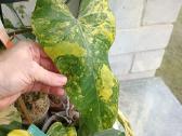Philodendron Domesticum var.