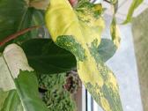 Philodendron Domesticum var. - nuotraukos Nr. 2