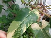 Philodendron Domesticum var. - nuotraukos Nr. 3
