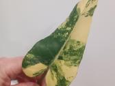 Philodendron Domesticum var. - nuotraukos Nr. 4