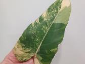 Philodendron Domesticum var. - nuotraukos Nr. 5