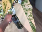 Philodendron Domesticum var. - nuotraukos Nr. 6