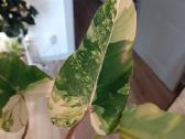 Philodendron Domesticum var. - nuotraukos Nr. 7