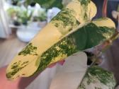 Philodendron Domesticum var. - nuotraukos Nr. 8