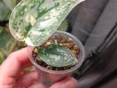Scindapsus Mayari - nuotraukos Nr. 5