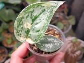 Scindapsus Mayari - nuotraukos Nr. 4