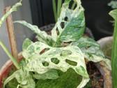 Monstera Frozen Freckles - nuotraukos Nr. 2