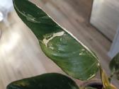 Philodendron Whipple Way - nuotraukos Nr. 3