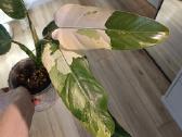 Philodendron Whipple Way - nuotraukos Nr. 4