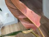 Philodendron Whipple Way - nuotraukos Nr. 2