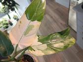 Philodendron Whipple Way