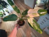 Philodendron Whipple Way - nuotraukos Nr. 5