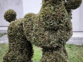 Augalų Skulptūros (Topiary), rėmai - nuotraukos Nr. 2