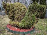 Augalų Skulptūros (Topiary), rėmai - nuotraukos Nr. 11