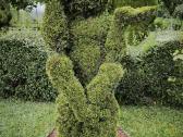 Augalų Skulptūros (Topiary), rėmai - nuotraukos Nr. 4