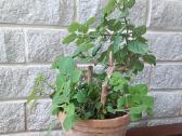Plectranthus Ernstii - nuotraukos Nr. 3