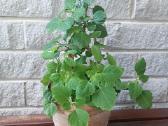 Plectranthus Ernstii - nuotraukos Nr. 2