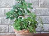 Plectranthus Ernstii