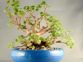 Plectranthus Ernstii - nuotraukos Nr. 4