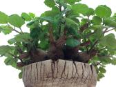 Plectranthus Ernstii - nuotraukos Nr. 5