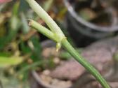 Scindapsus Mayari - nuotraukos Nr. 3