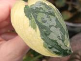 Scindapsus Mayari
