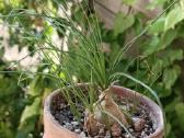 Albuca Polyphylla