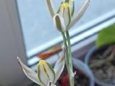 Albuca Polyphylla - nuotraukos Nr. 2