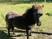 Parduodamas miniatiūrinis poni kumeliukas - nuotraukos Nr. 3