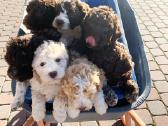 Nuostabieji Lagotto Romagnolo (Romanijos Vandens) - nuotraukos Nr. 3