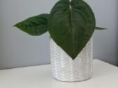 Anthurium Papillilaminum x X Papillilaminum x - nuotraukos Nr. 2