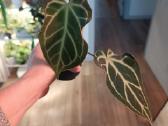 Anthurium Silver Hope x Besseae aff - nuotraukos Nr. 3