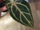 Anthurium Silver Hope x Besseae aff - nuotraukos Nr. 2